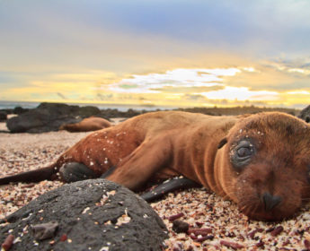 Baby sea lion in the Galapagos Islands resting
